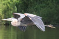 Heron in Erie Canal